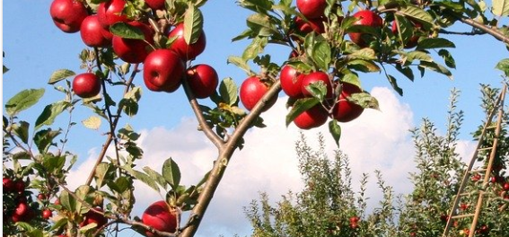 apples